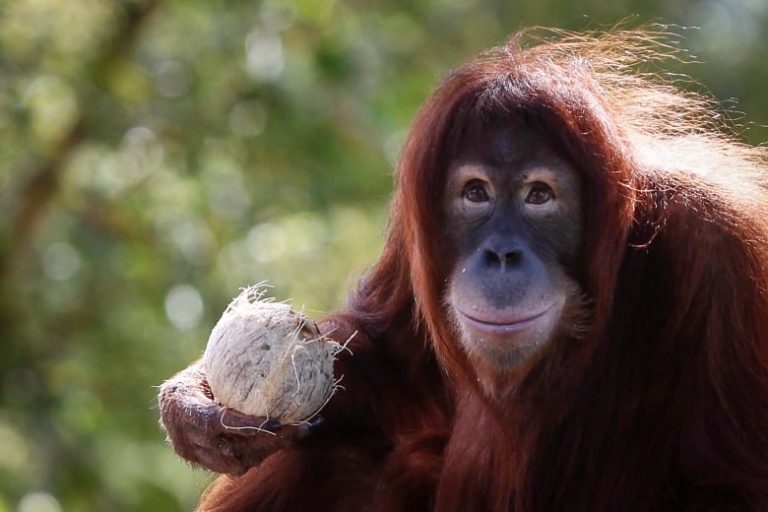How Many Orangutans Are Left in the World? SCINOTECH