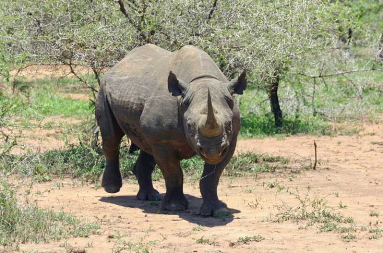 Where Do Black Rhinos Live? - SCINOTECH